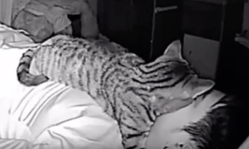 Nighttime Footage Of What A Cat Does While Owner Sleeps Is Hilarious