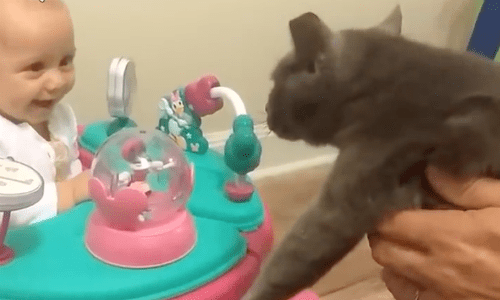 Babies Laughing At Their Cat Siblings Is So Sweet And Positively Adorable