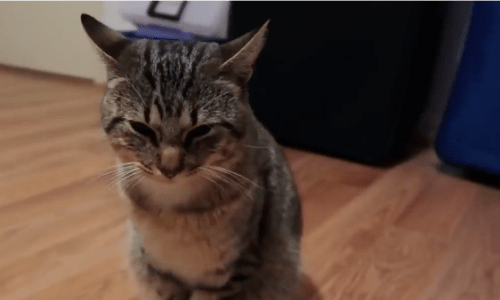 Cat Follows A Woman Home From The Rodeo And She Adopts Him