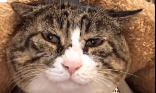 Cat Living In China Has Some Of The Best Reactions And Faces You’ll Ever See