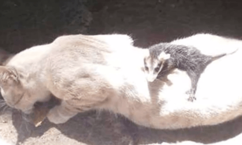 Cat Rescued As An Infant Brings Home Another Animal In Need Of Help