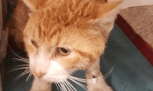 Cat With A Cardboard Roll Around His Neck And Infection Gets Rescued