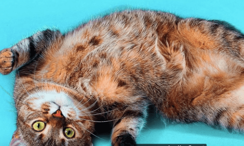 Cats Show Their Trust In You By Lying On Their Back To Welcome You