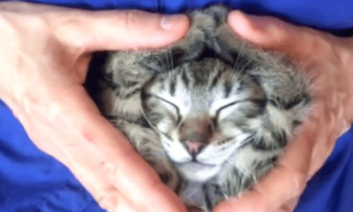 Chill Cat Falls Asleep On Owner’s Lap And No One Can Wake The Dozing Cat