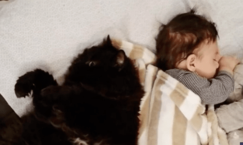 Family Cat That Hugged Owner’s Pregnant Belly And Then Loved And Cared For Baby