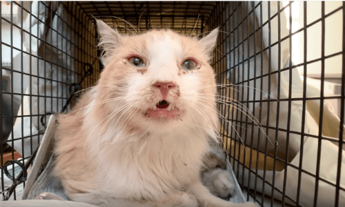 Feral Cat Gets An Amazing Rescue After Visiting A Friendly Cat Colony