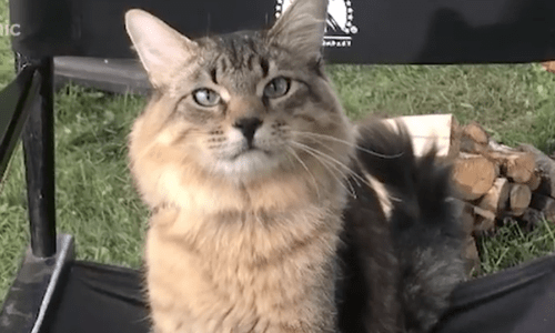 If You’ve Ever Wondered How Cats Are Trained For Movies, Now You Can Learn How