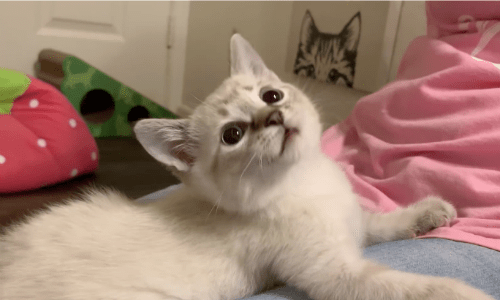 Kittens At Play Might Make You Want To Adopt A New Cat