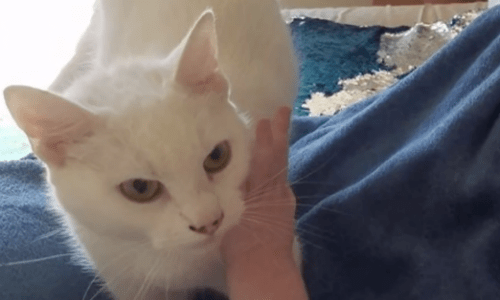 Little Girl Who Was Blind Lost Her Cat That She Was Best Friends With