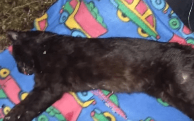 Man Buries His Cat After Finding Him On The Road And Then Gets Huge Surprise