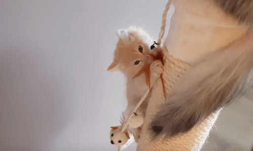 New Kittens Learn How To Scale A Scratching Post To Start Fun New Game