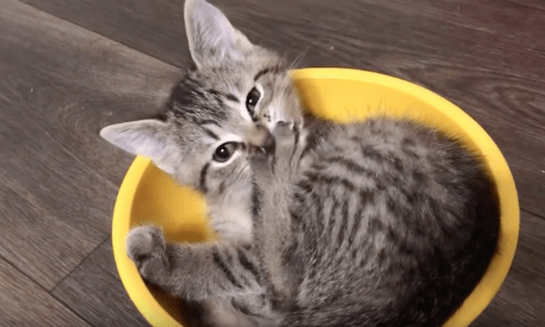 Nothing Is Sweeter Than Seeing A Kitten Curled Up Inside Of A Bowl