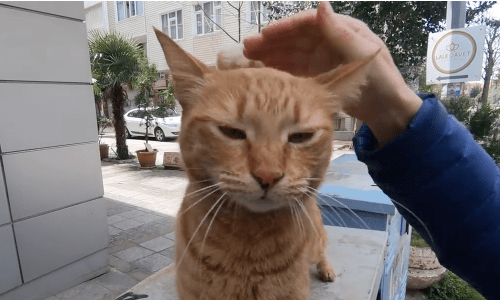 One Of The Friendliest Stray Cats You Might Ever Meet Begs For Food