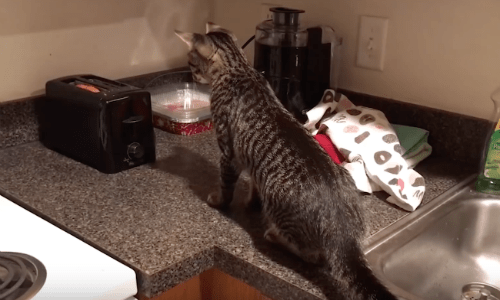 The Best Cat Moments Get Turned Into One Compilation Video That’s Hilarious