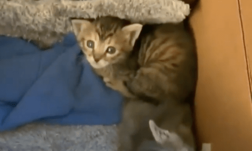 The Moment This Woman Meets Her Foster Two Kittens Is Extremely Precious