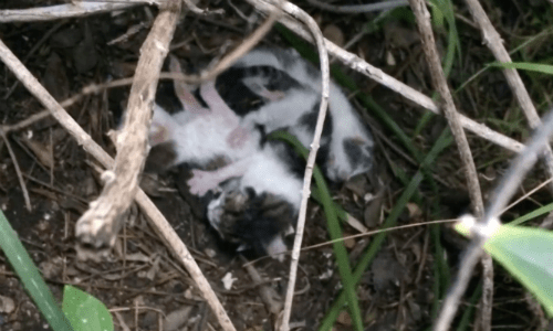 Three Baby Kittens Found Abandoned In Bushes Near These Folks’ House