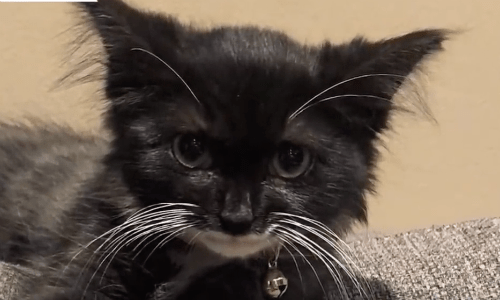 Tulip The Kitten Gets Rescued After Being Found Wandering On The Streets