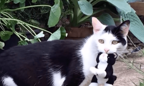 Tuxedo Cat That Loves Adventure Enjoys Taking Her Toys Everywhere She Goes