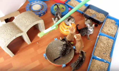 Watching A Woman Try To Sweep Up With Tons Of Tiny Kittens Around Is Hilarious