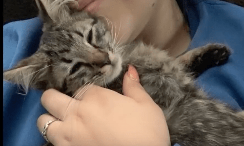 Woman Out On A Walk Gets Approached By A Cat Looking For Love And Attention