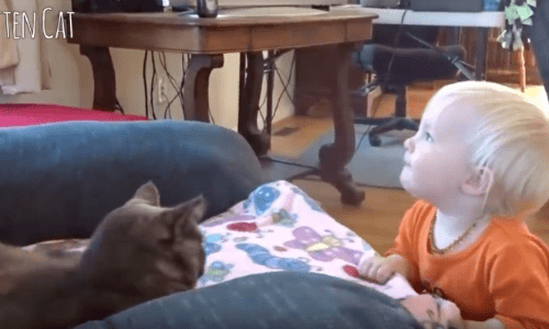 Babies Rock Their Cats And The Cats Show How Much They Love Babies