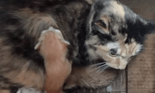 Calico Cat And Litter Of Kittens