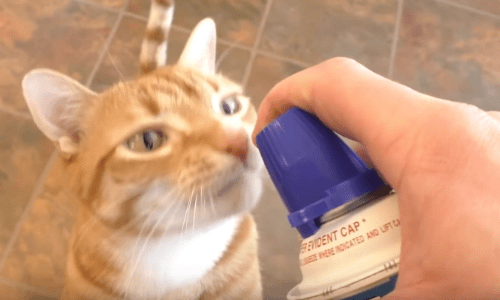 Cat Comes Running Whenever It Hears A Whipped Cream Can Rattle