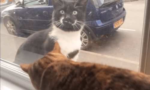 Cat Who Enjoys Playing In The Window Brings Unexpected Joy To The Neighborhood