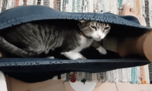 Cats That Can Sit In The Weirdest Positions Prove Their Flexible Talent