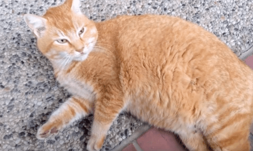 Cheeto The Cat Gets Fed