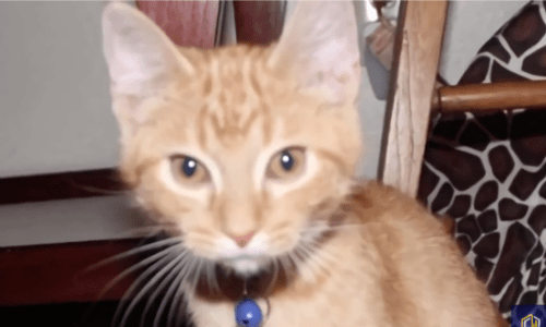 Couple Adopts Four-Month-Old Cat But Can’t Bring Home The Cat’s Sibling