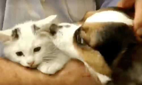 Kitten Gets Stuck In Car Wash And Is Covered In Water And Suds