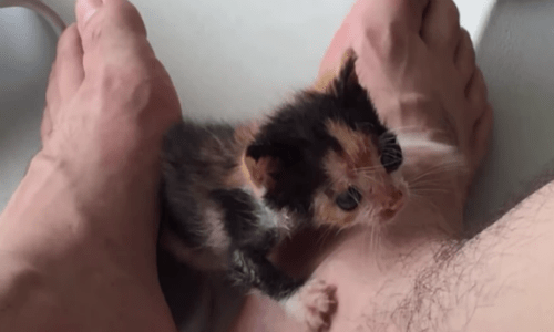 Kitten Rejected By Its Mother Finds A Home With A Stranger