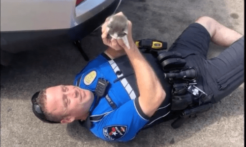 Kittens Hiding Underneath Vehicle In Parking Lot Find Police Officer To Welcome Them