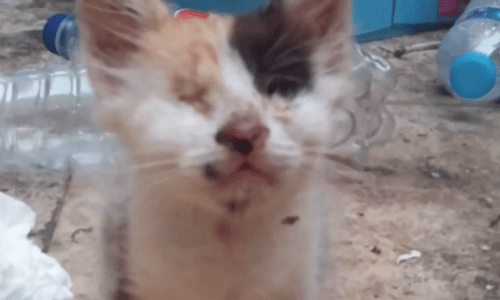 Man Adopts Blind And Deaf Kitten And Gives Her So Much Love And Care