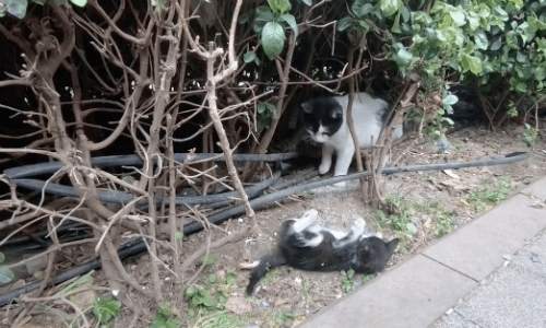 Mother Cat And Baby Kitten Play Together In The Garden And It’s Too Cute