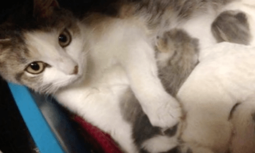 Nolan The Puppy Finds New Mom In Cat After Being Abandoned At Birth