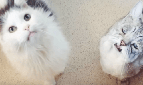 Two Cats With Unique Syndromes Become Best Friends Awaiting Adoption At A Shelter