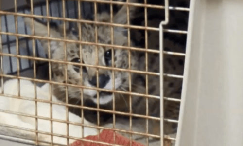 Wild Cat Inside Of A Dog Crate Found On Doorstep of Animal Sanctuary