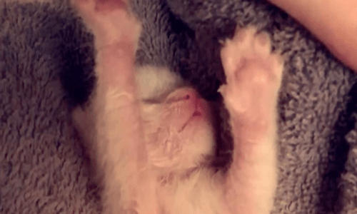 Woman Rescues A Cat That Some Say Looks Like An Alien Rat