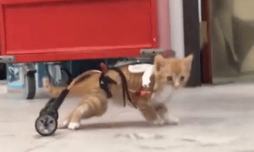 A Cat Gets An Inventive Wheelchair And Is Thrilled With Being Able To Cruise