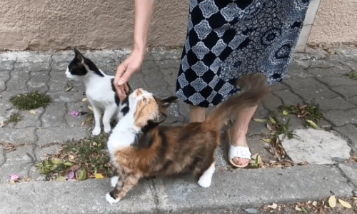 A Woman Comes Upon A Sleeping Cat That Looks Peaceful And Beautiful