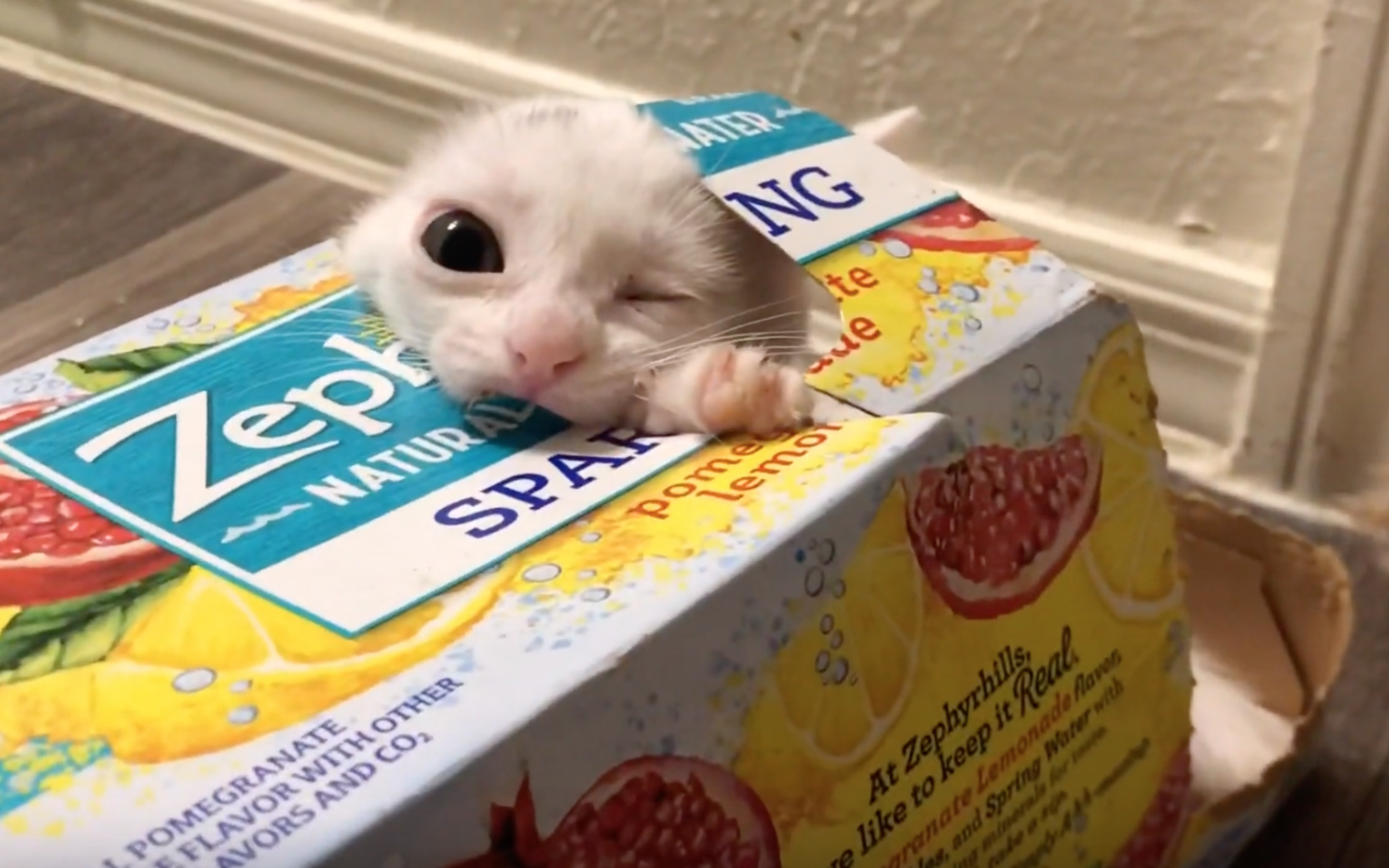 Baby Kitten Loves Playing With And Chewing On Sparkling Water Box