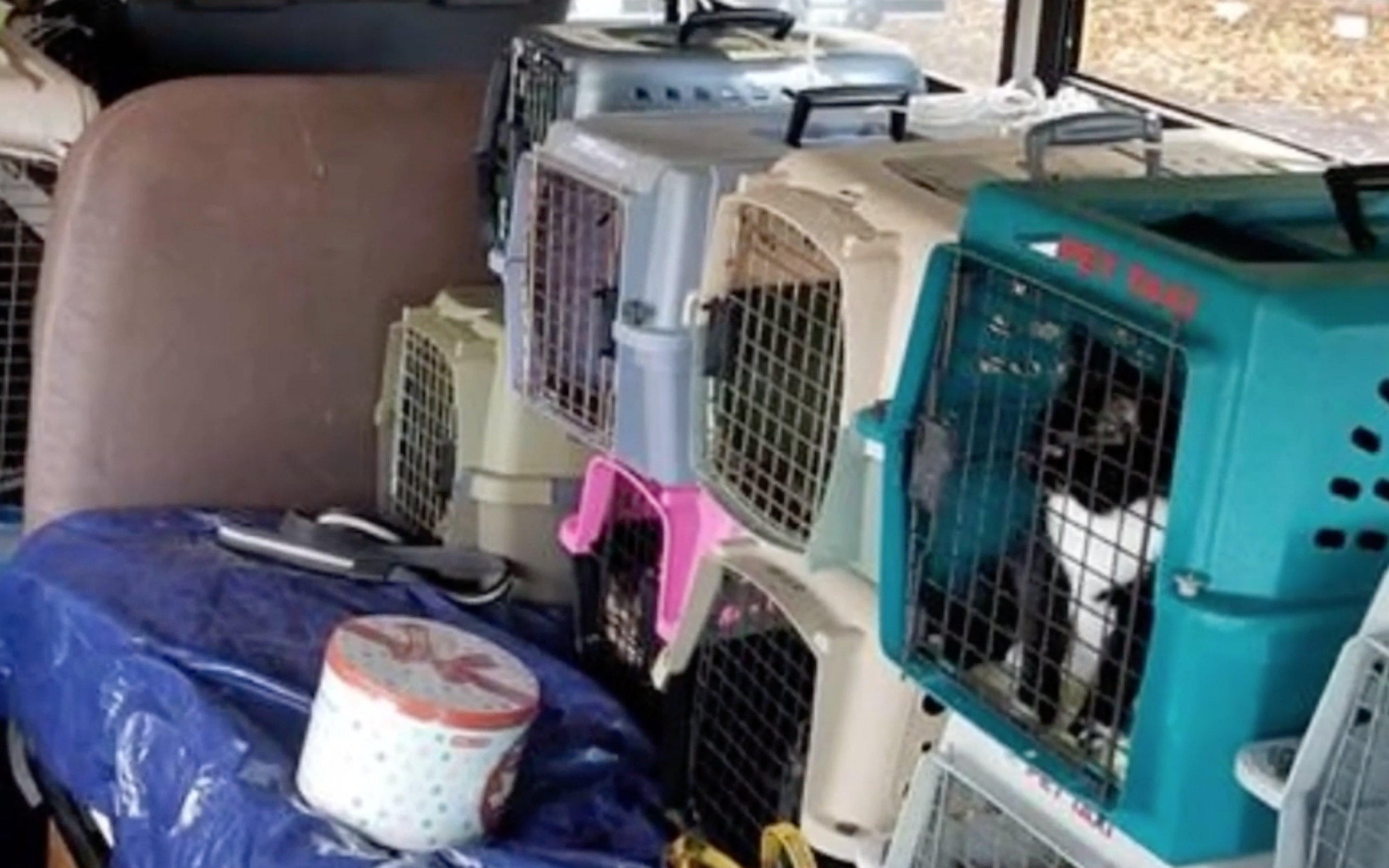 Caring Man Rescues Animals In A Converted Bus After Natural Disasters