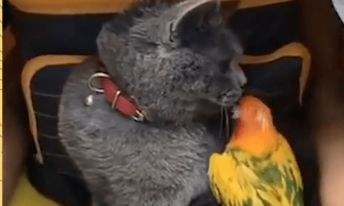 Cat And Parrot Are Best Friends And Do Everything Together All Day Long