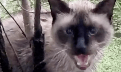 Cat Caught In Top Of Tree