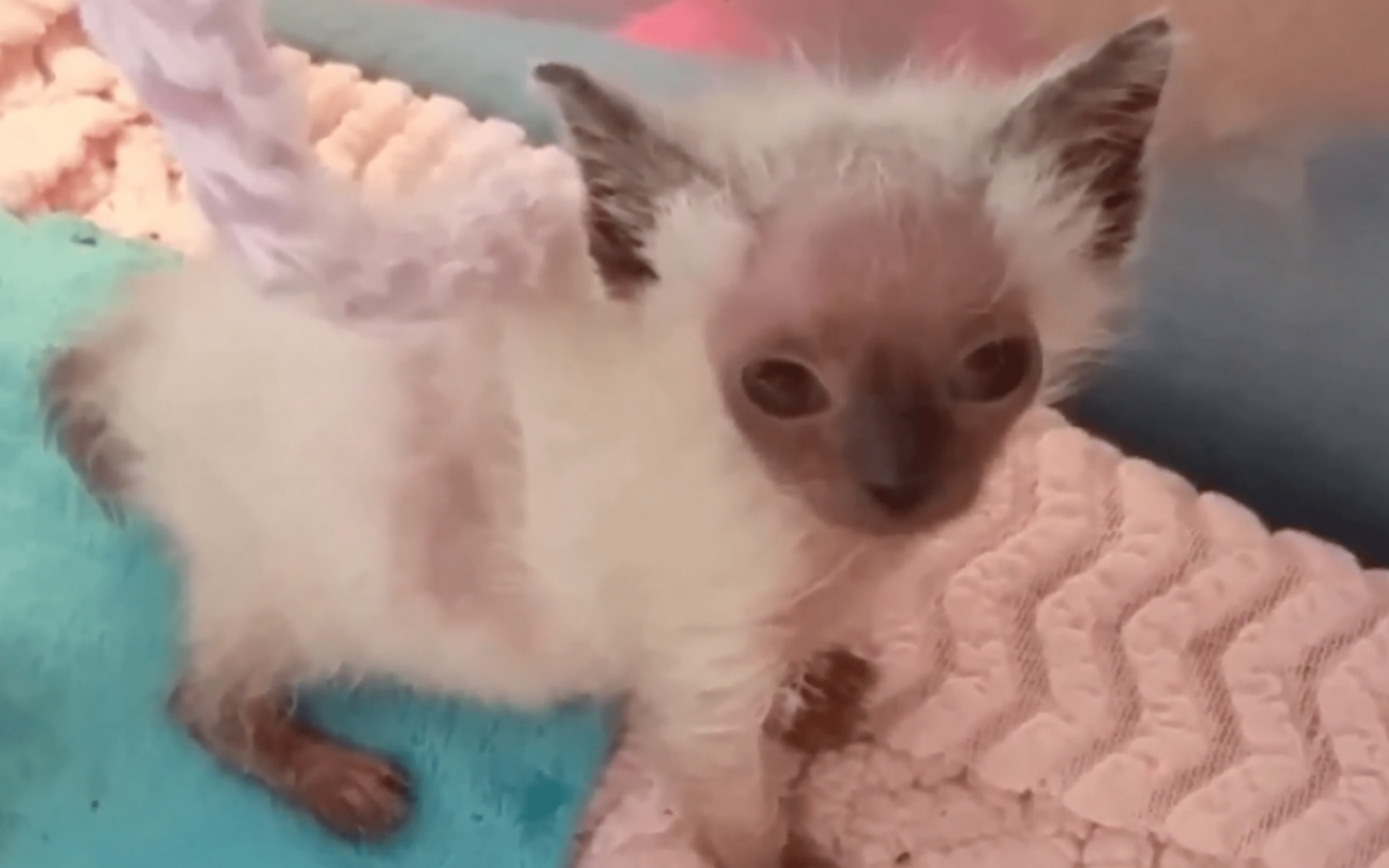 Cat Has Surprising Condition That Causes Its Face To Continuously Change