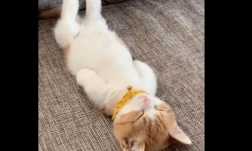 Cat Sleeps In A Peculiar Pose And Gains A Huge Following Online