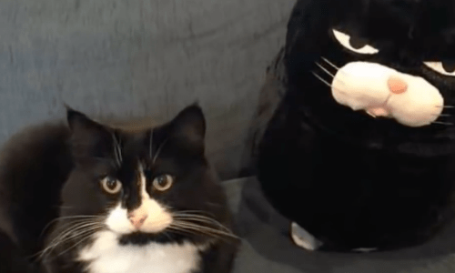 Cat That Always Has A Grumpy Face Gets A Matching Pillow And Absolutely Loves It