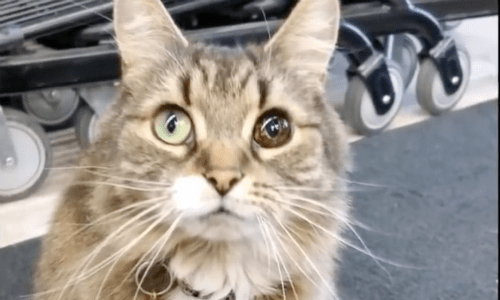 Cat With Unique Two-Colored Eyes Becomes A Beloved Character At Local Store